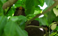Amsel auf Nest&nbsp;&copy;&nbsp;Amt Märkische Schweiz