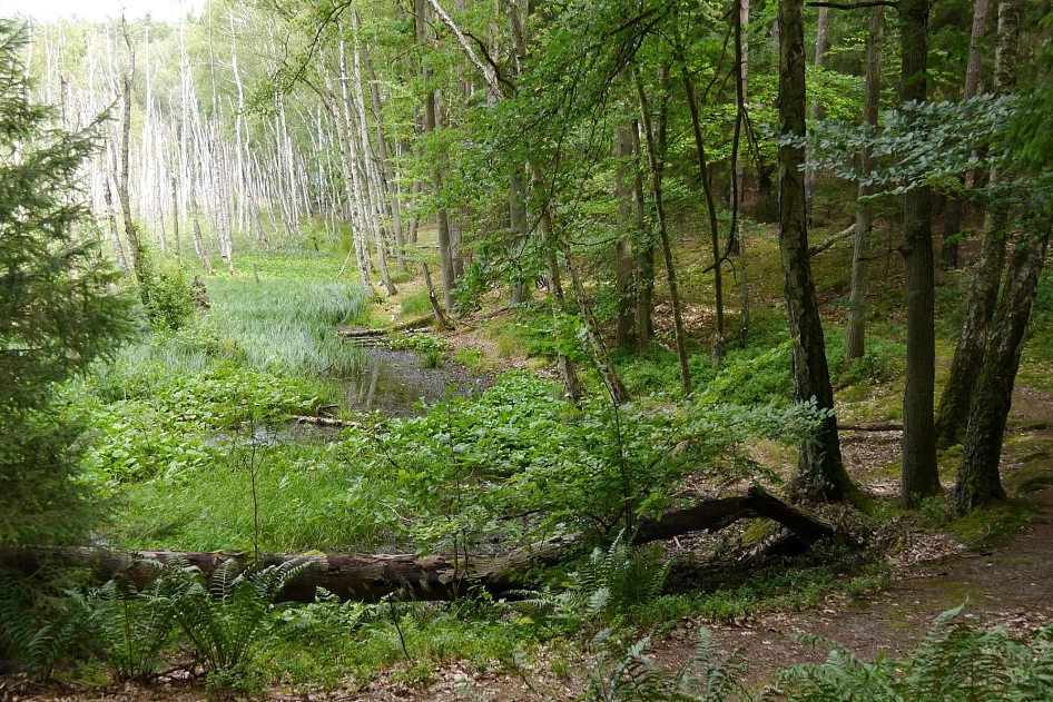 Am großen Barschpfuhl