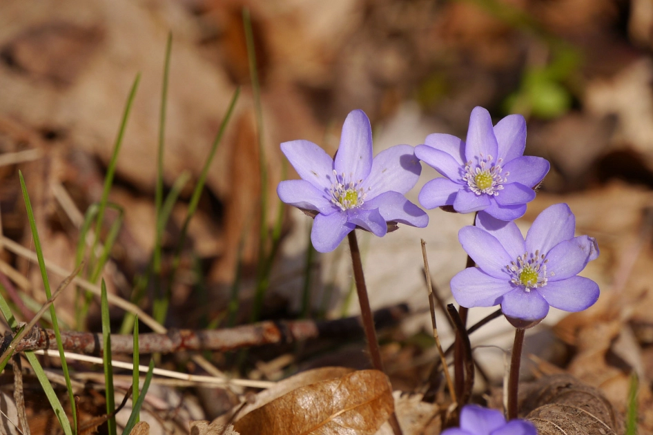 Leberblümchen im Wald