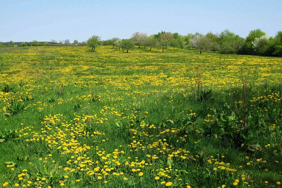 Löwenzahnwiese bei Liebenhof