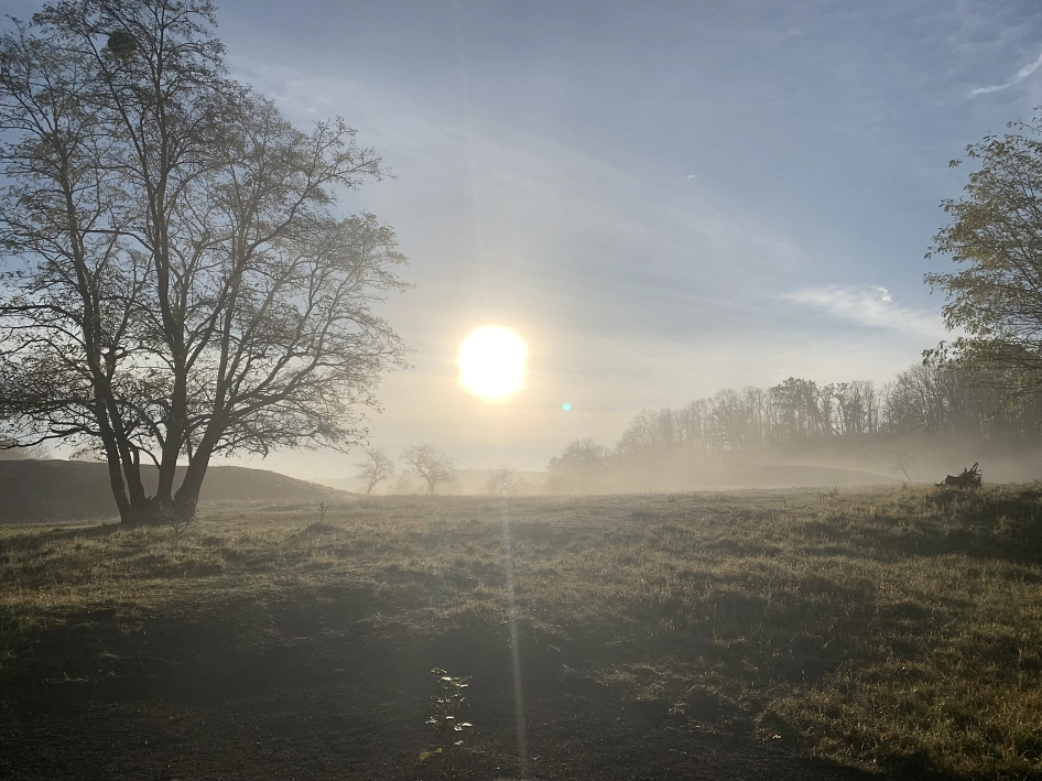 Nebel über den Weinbergen