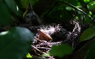 Kücken im Nest&nbsp;&copy;&nbsp;Amt Märkische Schweiz