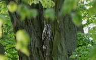 Waldkautz auf Ast&nbsp;&copy;&nbsp;Amt Märkische Schweiz